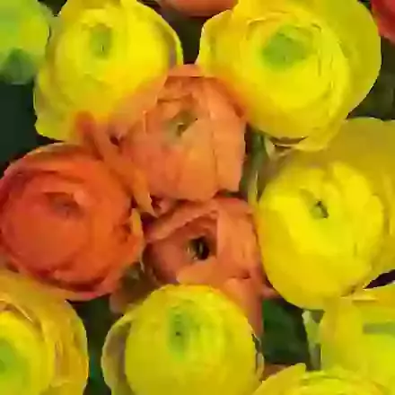 Orange & Yellow Mix